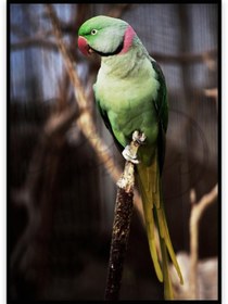تصویر طوطی ملنگو – Melongo Parrot 