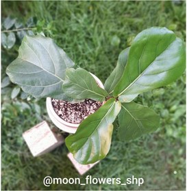 تصویر فیکوس لیراتا 