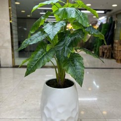 تصویر درختچه باباآدم مصنوعی 