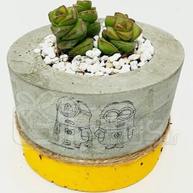 تصویر گل طبیعی ساکولنت 