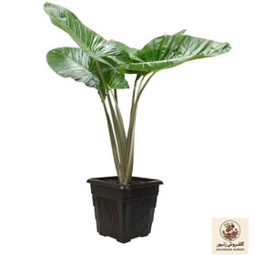 تصویر گیاه بابا آدم کد 18 | کد: ZNB-448 