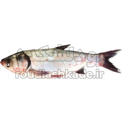 تصویر ماهی فیتوفاگ Silver Carp