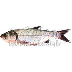 تصویر ماهی فیتوفاگ Silver Carp