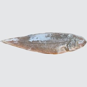 تصویر ماهی زبان 