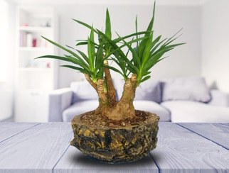 تصویر بنسای یوکا 