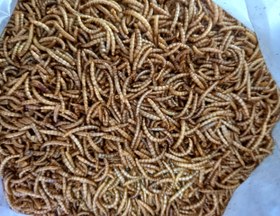 تصویر فروش میل ورم خشک 