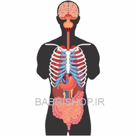 تصویر آناتومی بدن 
