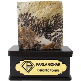 تصویر سنگ شجر فسیلی (دندریتی ) کد 2204 