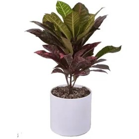 تصویر گیاه کروتون با گلدان مهرنی 