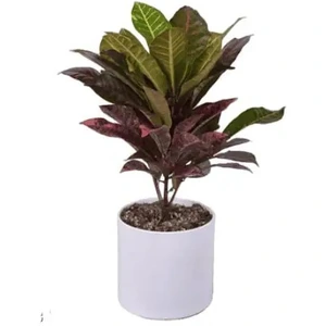 تصویر فروشگاه گلخانه فردوس