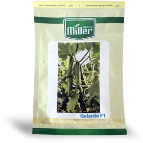 تصویر بذر خیار گلخانه ای پرگل گالاردو Cucumber Hybrid Galardo F1 Miller Seeds