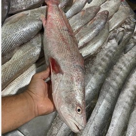 تصویر ماهی شوریده 