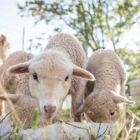 تصویر کنسانتره خوراک گوسفندی مینوصباح- 50 کیلوگرم 