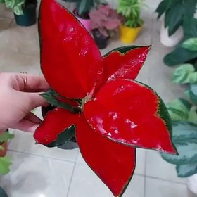 تصویر آگلونما رد ساکسوم جذابه لعنتی Aglaonema red suksom هزینه ارسال بصورت پس کرایه و بعهده مشتری می باشد 