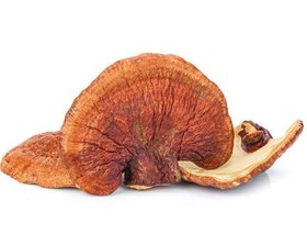 تصویر قارچ گانودرما لوسیدم پرورشی بسته یک کیلو گرمی ganoderma lucidum