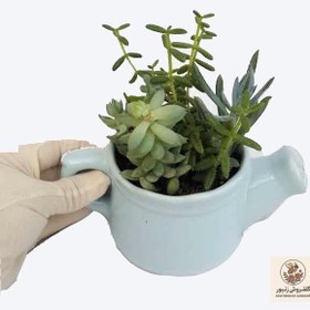 تصویر گیاه طبیعی ساکولنت میکس کد 03 | کد: ZNB-BZ9 