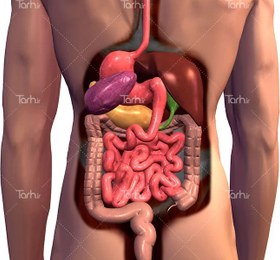 تصویر تصویر باکیفیت آناتومی اعضای داخلی بدن انسان 