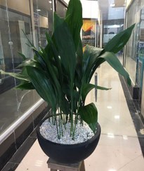 تصویر خرید برگ عبایی برای ایجاد فضای سبز در محل کار 