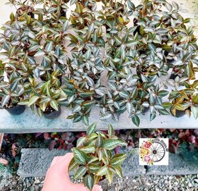 تصویر پک ۲۰ عددی پیله آ قرمز 