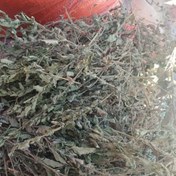 تصویر سرشاخه بادرنجبویه عمده 