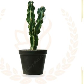 تصویر کاکتوس صخره ای 