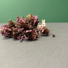 تصویر اکیناسه خشک 