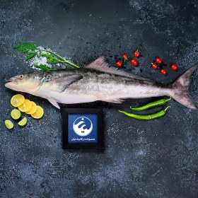 تصویر ماهی سکولا (سکن) 