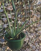 تصویر خرید آلوئه ورا برای فضاهای سالم و طبیعی 