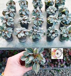 تصویر پک ۲۰ عددی پپرومیا سیلور 