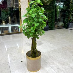 تصویر درختچه بنسای برگ پولکی مصنوعی 