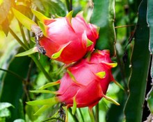 تصویر بذر میوه اژدها، دراگون بنفش Selenicereus undatus 