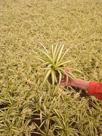 تصویر گل گندمی 