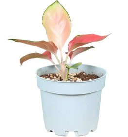 تصویر آگلونما مراپی 