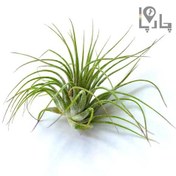 تصویر گیاه هوازی تیلاندسیا Tillandsia بدون نیاز به خاک 