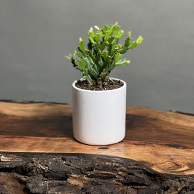 تصویر کاکتوس کریسمس 