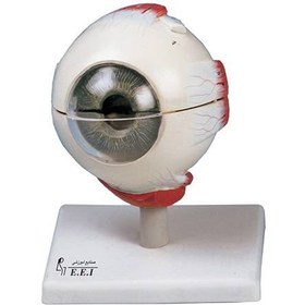 تصویر مدل چشم انسان 
