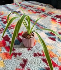 تصویر استفاده از گیاه گندمی در دکوراسیون مدرن منزل 