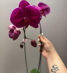 تصویر موجودی روز ارکیده 