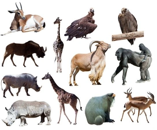 خرید و قیمت خرید و دانلود عکس Animals-Part-6 کد 1733 | ترب