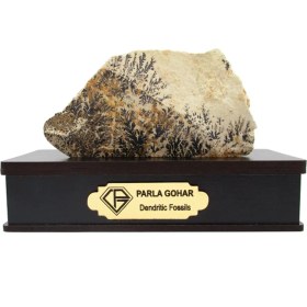 تصویر سنگ شجر فسیلی (دندریتی ) کد 2375 