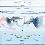 تصویر زایشگاه ماهی آکواریومی سایز بزرگ 