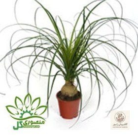 تصویر لیندا | کد: ZNB-1620 