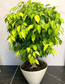 تصویر فیکوس بنجامین ابلق 