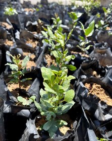 تصویر نهال پسته بادامی Pistachio seedling, from "badami-Zarand" cultivar