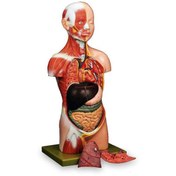 تصویر مدل نیم‌تنه بدن انسان نمایش عضلات 
