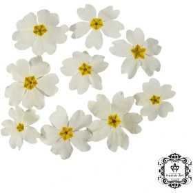 تصویر گل خشک پامچال 