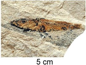 تصویر فسیل ماهی 2 رنگ کامل و سالم 