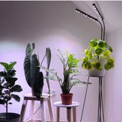 تصویر نور رشد گیاه دوشاخه - ارتفاع 175 سانت 