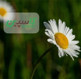 تصویر بابونه آلمانی 