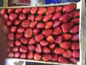 تصویر توت فرنگی لوکس 